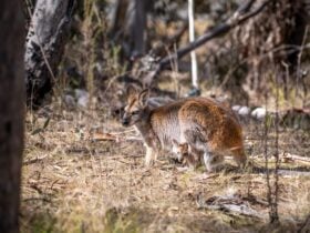 Wallaby and Joey