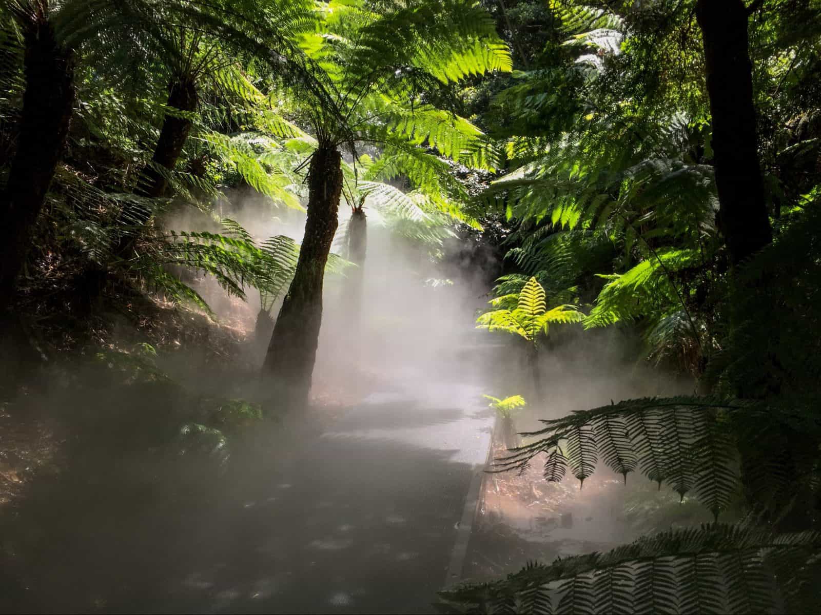 Mist in rainforest