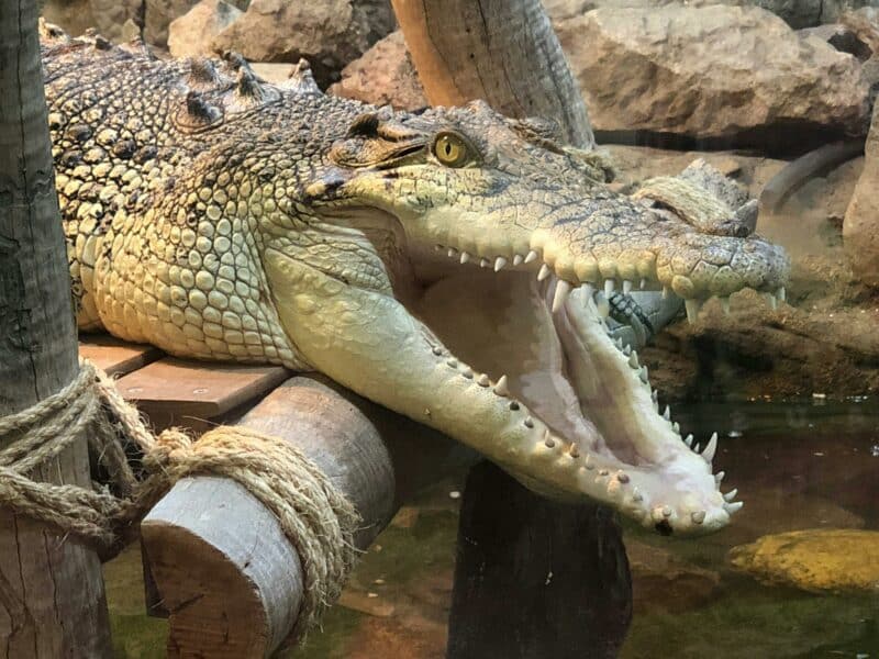 salt water crocodile