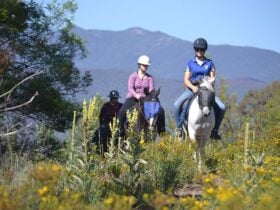 Forest Park trail rides.