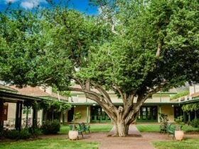 Central tree in arts precinct