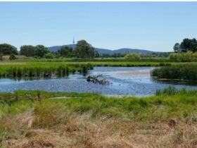 Wetland