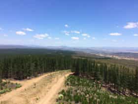 Dirt road running through Kowen Pine Forest with views to the countryside and far hills