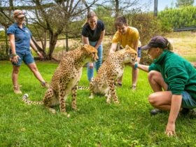 2 Guests and 2 zookeepers partaking in a Cheetah Encounter at the National Zoo and Aquarium