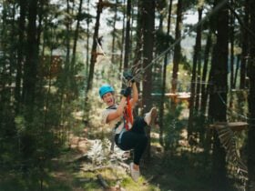 Up to 16 Ziplines
