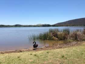 Swan next to Yarralumla Bay