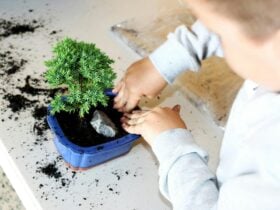 Child potting soil into small blue pot containing bonsai plant