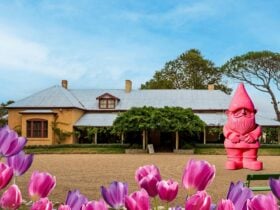 Promotional image featuring Lanyon Homestead with Floyd the gnome and tulips in bloom
