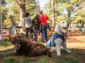 Two dogs in the foreground and three people facing away from the camera in the background.