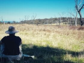 Woman sitting in grasslands looking out at trees