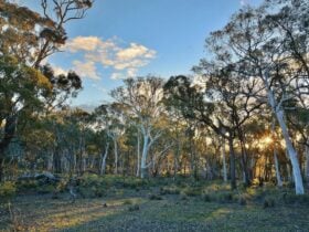 Box-gum grassy woodland at Mulligans Flat with blue sky and late afternoon light