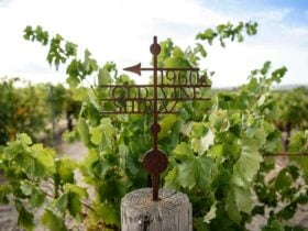 A winery, shows a vine and a sign pointing which way to go