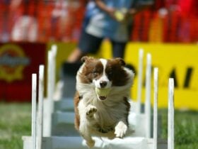 Dog jumping hurdles carrying a ball