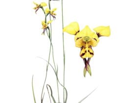 Bontancial study of delicate yellow flowers on a pristine white background