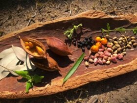 Bush tucker
