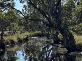 Billabong in Goorooyarroo Nature Reserve