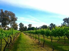 vineyard