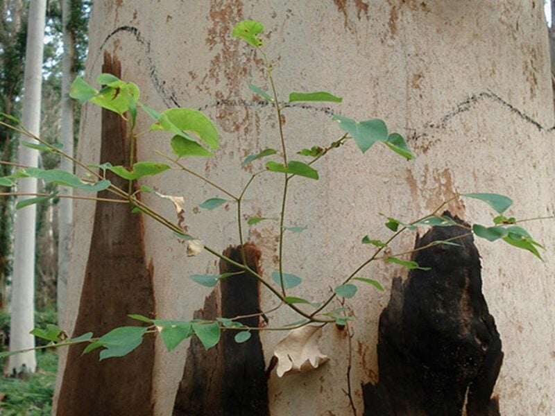Acacia Flat campground, Blue Mountains National Park. Photo: A Gliddon/NSW Government