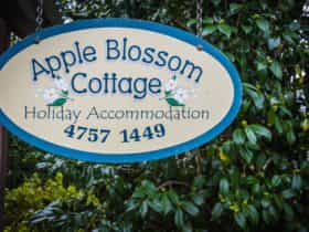 Apple Blossom