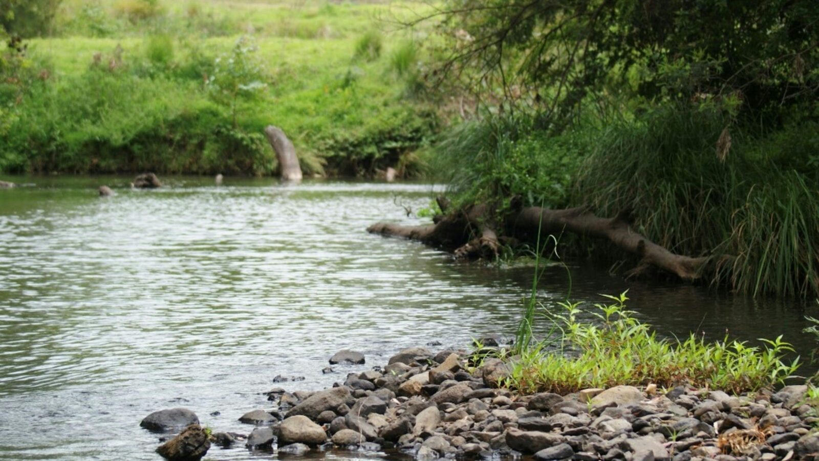 Acacia Creek