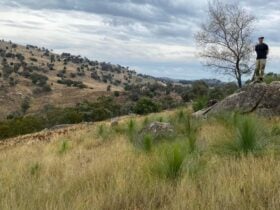 Walking over the back with young grass trees