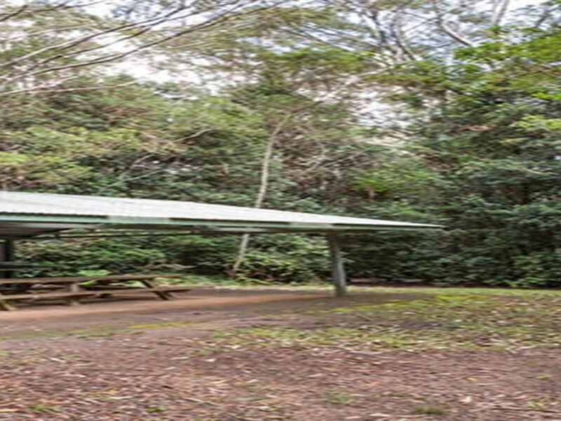 Bellbird campground with picnic shelter in Washpool National Park. Photo: Robert Cleary © DPIE