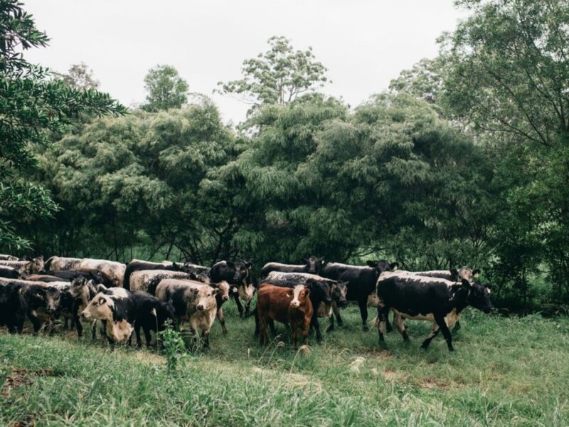 Farm stay accommodation tweed