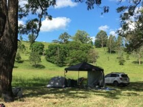 Campsite under shade of tree