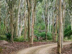 Cars and caravans at Brou Lake campground. Photo: Dina Bullivant/NSW Government
