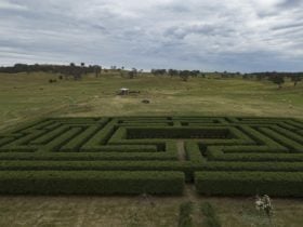 Maze and Hay