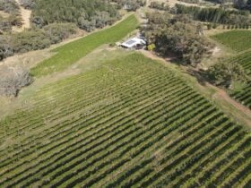 Cargo Road Vineyard Camping holistically managed eco-vineyard sunsets wine family petsviews