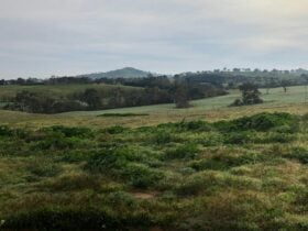 Corella Farm
