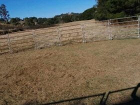 Daisy Hill