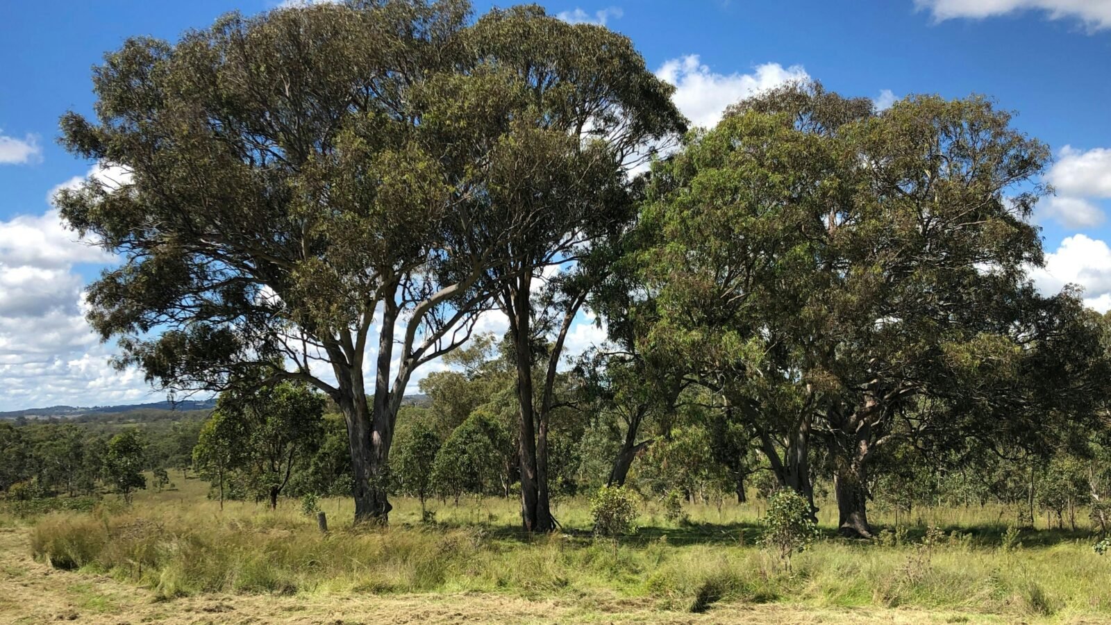 Dalmoak Bush Retreat