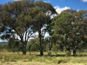 Dalmoak Bush Retreat