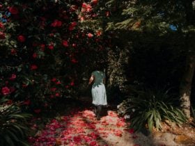 Camellias