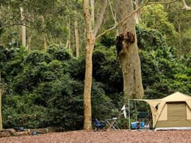 Depot Beach campground, Murramarang National Park. Photo: John Yurasek © DPIE