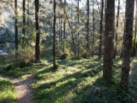The walking track to the river at Deua River campgrounds in Deua National Park. Photo: Lucas
