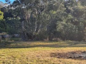 The bottom paddock where you can choose to set up the camp