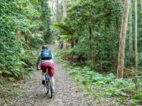 A cyclist along Griffins fire trail in Morton National Park. Photo: Michael Van Ewijk © OEH