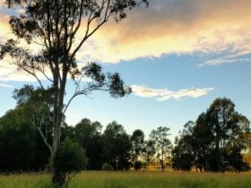 Sunrise at Gracemere