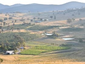 vineyard view