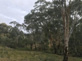 Gum Gully