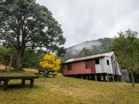 Jacky Barkers campground, Nowendoc National Park. Photo: John Spencer/NSW Government