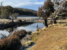 Platypus' heaven