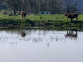 Mayfield farm stay cabins