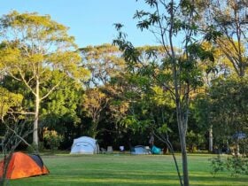 Melaleuca at One Mile