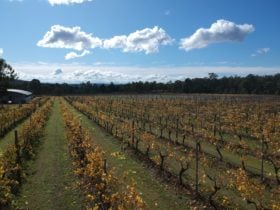 Our guests enjoy the serenity of staying in the middle of a vineyard