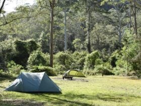 Tents among the tall trees at Mill Creek campground. Photo: Sarah Brookes © DPIE