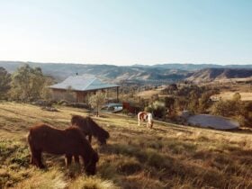 Ponies roaming the grassy area next to Hilltop Cabin